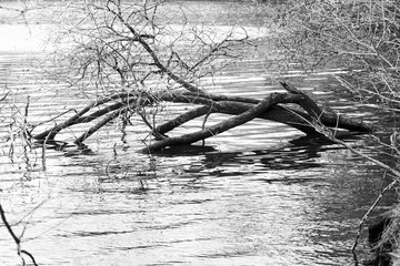 Arbre tomb&eacute; dans le lac .
