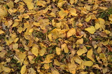 Fallen foliage texture
