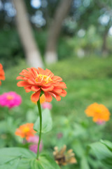 Fototapeta premium Beautiful bright chrysanthemum flower on the background