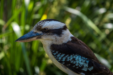 Laughing kookaburra sitting on a sign in Queensland 