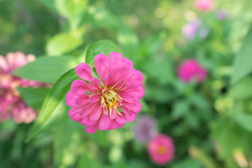 Obraz premium Beautiful bright chrysanthemum flower on the background