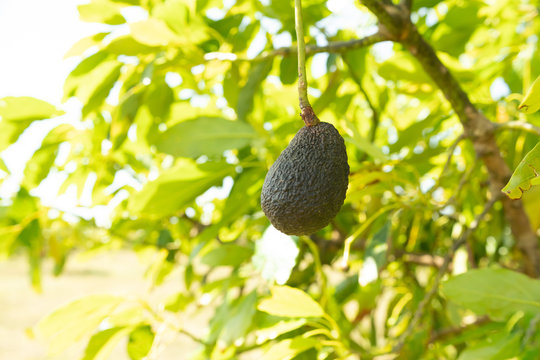 Avocado Tree Vegetable Farm Garden Sunny Summer Day Organic Healthy Food Australia