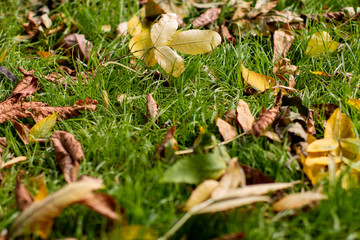 Yellow fallen leaves on the ground close-up