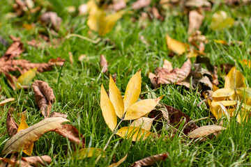 Yellow fallen leaves on the ground close-up
