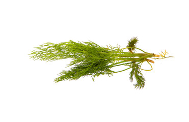 green dill isolated on white background