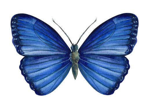 blue butterfly on an isolated white background, watercolor illustration, hand drawing, painting