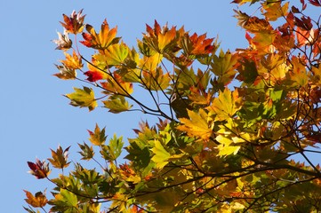 色変わりのモミジ