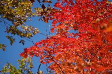 赤いモミジ