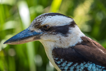 Close up of a laughing kookaburra in Queensland 