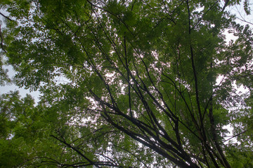 Obraz premium Blurred green leaves nature