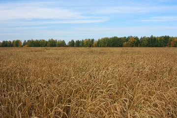 Field of ripe ears of rye