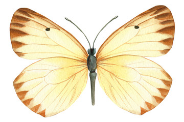 Butterflies on an isolated white background, watercolor illustration.