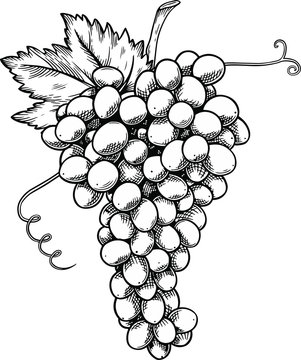 Vector Illustration Of Bunch Of Grape, Hand Drawn Style, Engraving Style