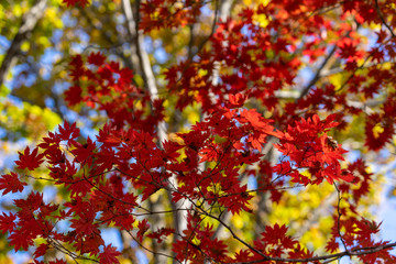 Red maple leaves against the sky.