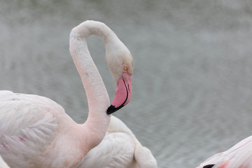 PRIMO PIANO DI FENICOTTERO ROSA IN UN LAGO