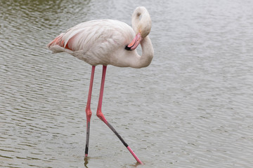 UN FENICOTTERO ROSA NEL LAGO CHE SI PULISCE LE PENNE