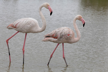 COPPIA DI FENICOTTERI ROSA DENTRO AL LAGO VISTI DI PROFILO