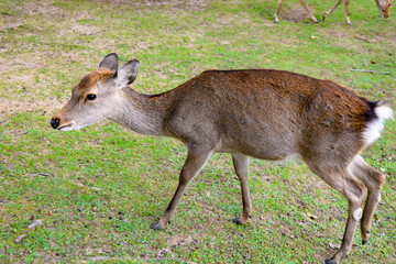 奈良公園　鹿