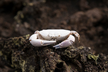 Shell bleached by the sun after molting by red painted ghost crab on rocks, Las Tintoreras islet off Puerto Villamil, Isabela Island, Galapagos, Ecuador