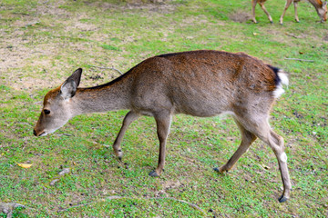 奈良公園　鹿