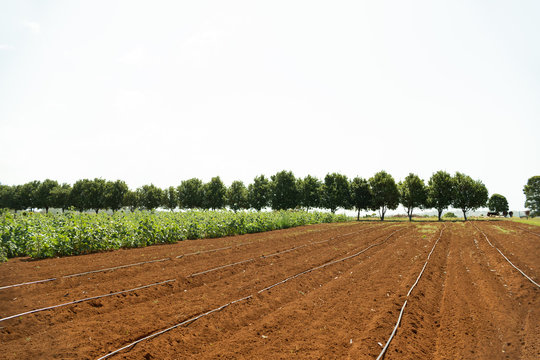 Australia Countryside Farm Field Red Soil Organic Plants Rural Farm Agriculture Industry Land