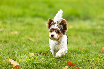 yorkshire terrier outdoor in a park