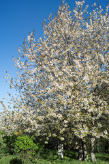 Beautiful cherry blossom in spring time over blue sky.