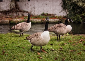 wild gooses