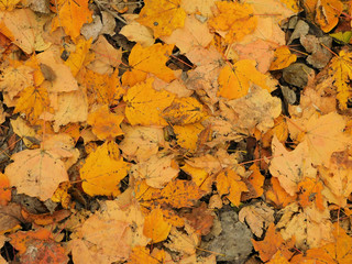 Gold Leaf Collage In Autumn