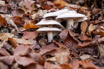 I funghi costituiscono un anello importante negli ecosistemi in quanto facilitano la decomposizione del materiale organico, permettendo così la chiusura del ciclo della materia .