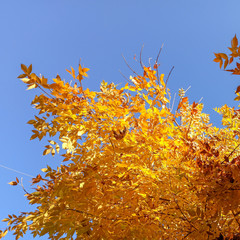 autumn background. yellow leaves on a background of blue sky. natural background
