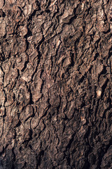 Tree bark rough texture as natural background