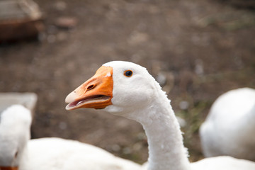 Beak and Face of White Goose 