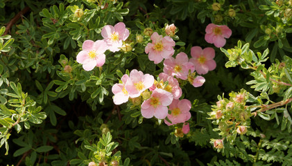 Potentilla ou Dasiphora fruticosa  |  Buisson de potentille arbustive aux fleurs rose