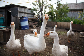 Group of White Goose in the garden 
