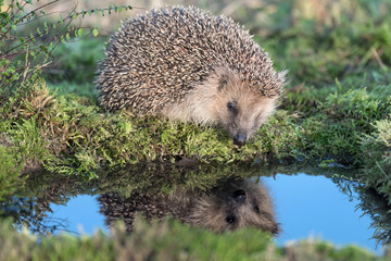 The reflection of Hedgehog (Erinaceus europaeus)