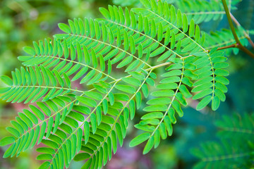 Young shoots of White popinac, Wild tamarind, Leadtree on the tree. In Thailand, popularly eaten with rice noodles