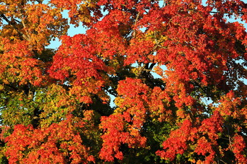 Herbstlaub
