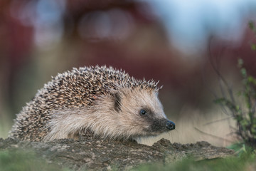 Portrait of European hedgehog (Erinaceus europaeus)