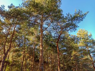 Christmas tree branches and needles on a background of blue sky.
