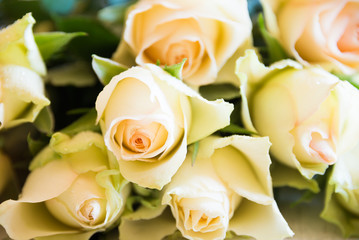 Fresh white roses arranged in a bouquet