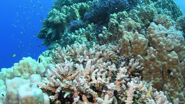 Massive coral reef with a multiple Acropora and Porites corals under a cloud of Arabian chromis (Chromis flavaxilla)
