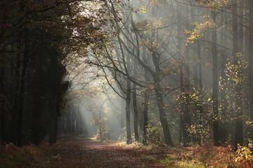 Fototapeten A path among oaks through the forest on a late autumn morning © Aniszewski
