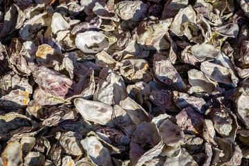 Looking down at a full frame view of oyster shells, on a sunny day