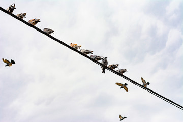 Obraz premium Pigeons are sitting on electric wire