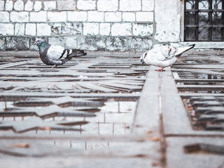 Two pigeons drinking water