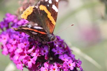 Butterfly on a lilac flower