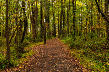 Obraz premium autumn in the forest