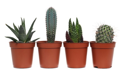 Cacti, cactus in flower pots, decorative houseplants isolated on white background