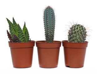 Cacti, cactus in flower pots, decorative houseplants isolated on white background